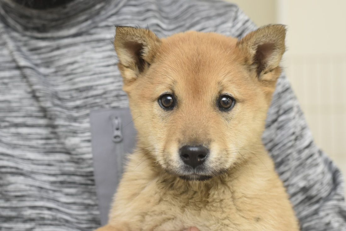 A person is holding a small brown puppy in their arms.