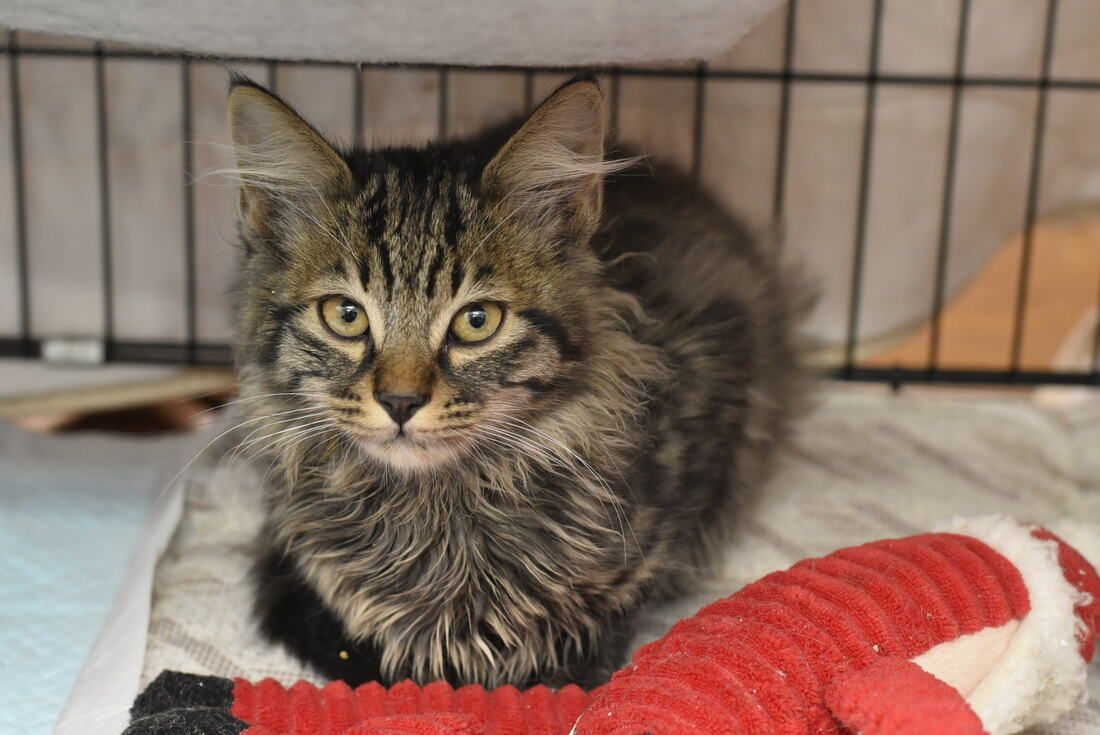 A kitten is laying on a blanket next to a stuffed animal in a cage.