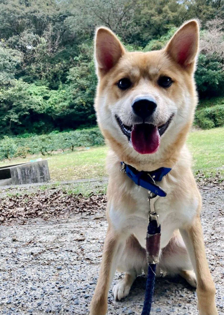A brown and white dog wearing a blue collar and leash