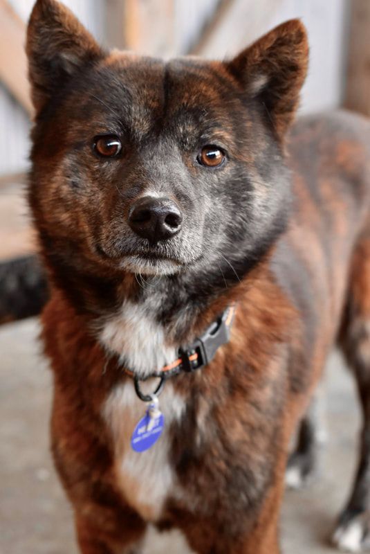 A close up of a brown and black dog wearing a collar and tag.