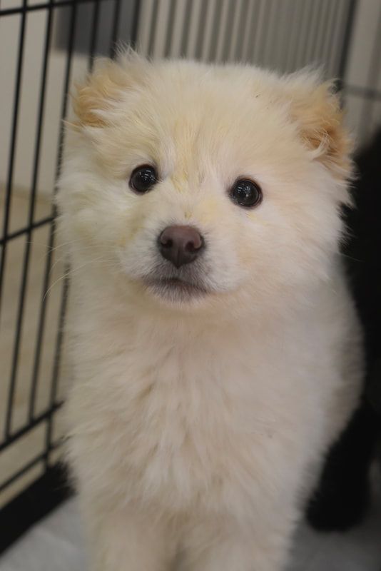 A white puppy is sitting in a cage and looking at the camera.