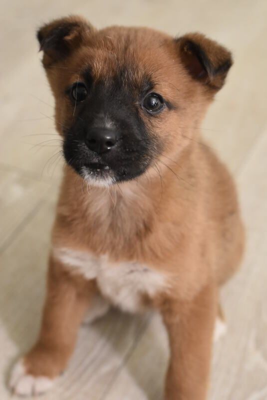 A brown and black puppy is sitting on a bed and looking at the camera.