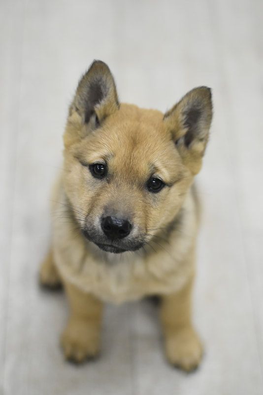 A brown puppy is sitting on the floor and looking up at the camera.