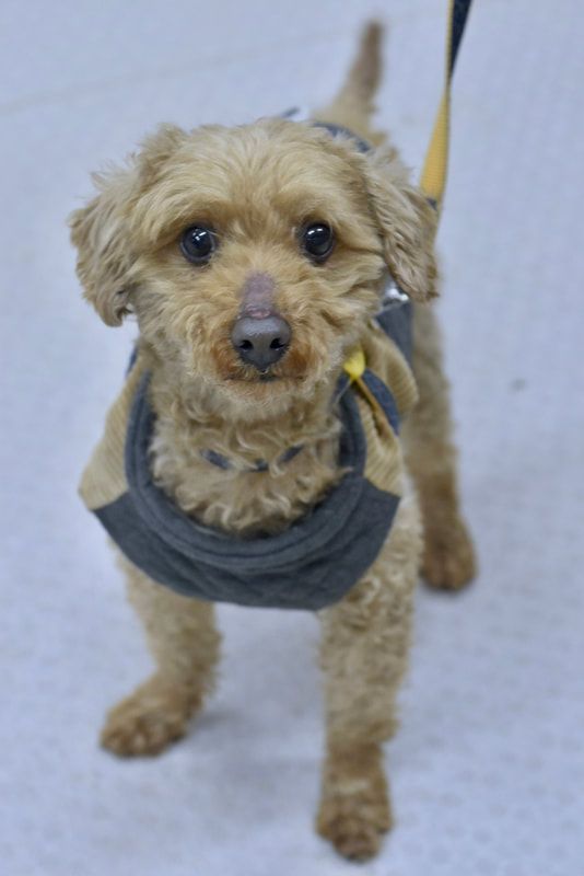A small brown dog is wearing a harness and standing on a leash.