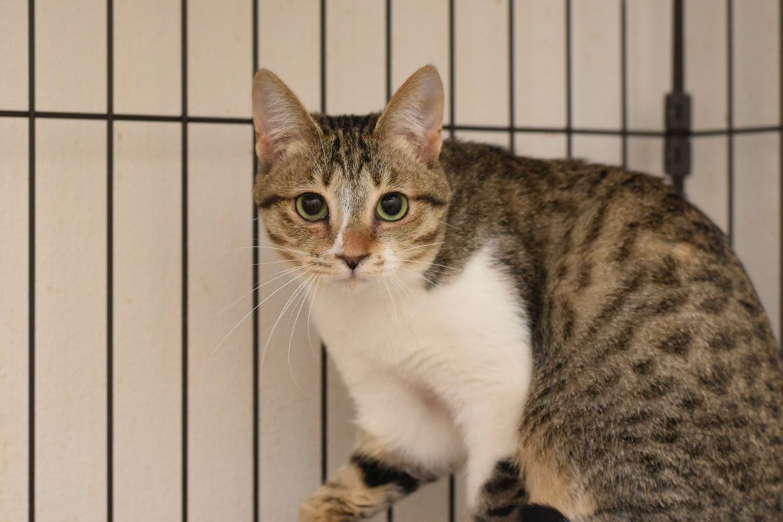 A cat is sitting in a cage and looking at the camera.