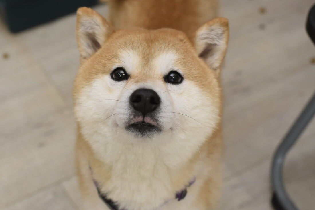 A close up of a shiba inu dog looking at the camera.