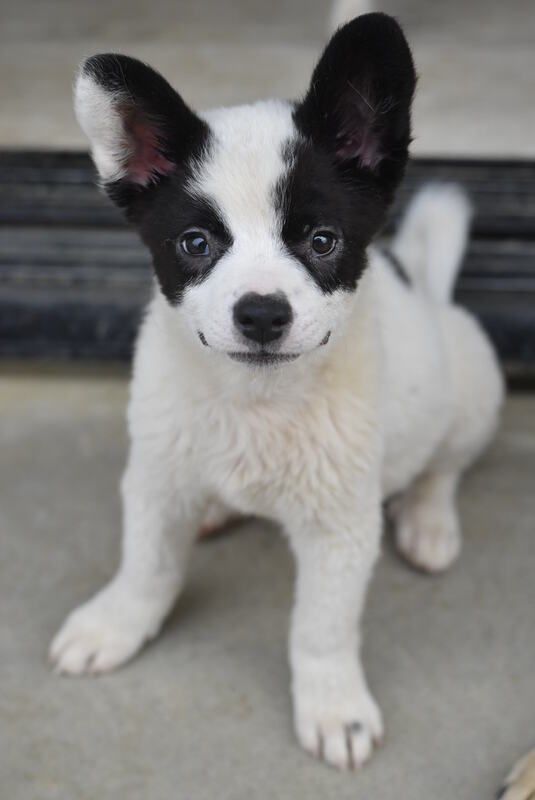 A black and white puppy is standing on the ground and looking at the camera.