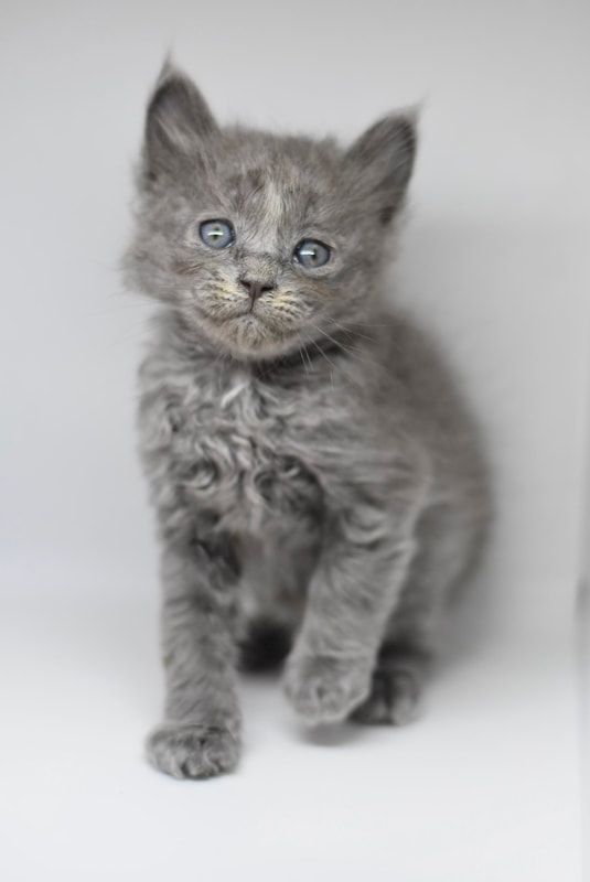 A gray kitten is sitting on a white surface and looking at the camera.