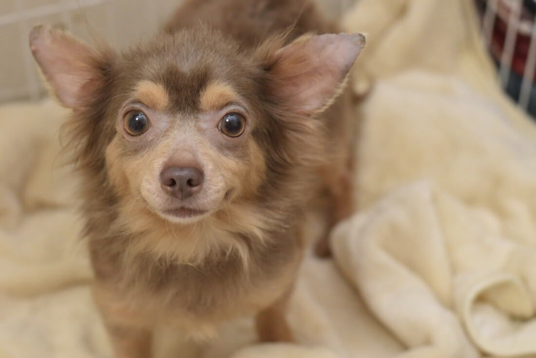A small brown and tan dog is sitting on a blanket and looking at the camera.