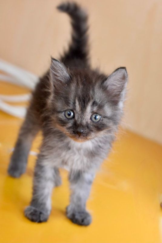 A kitten is standing on a yellow surface and looking at the camera.