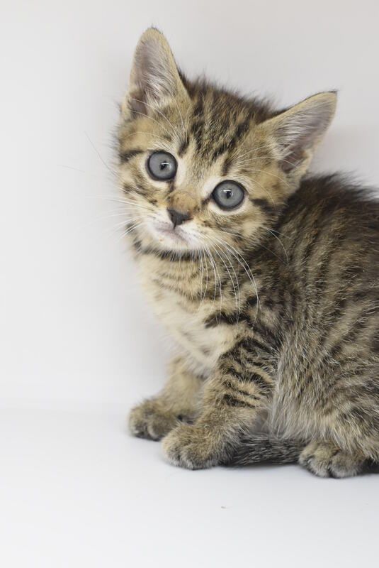 A kitten with blue eyes is sitting on a white surface and looking at the camera.