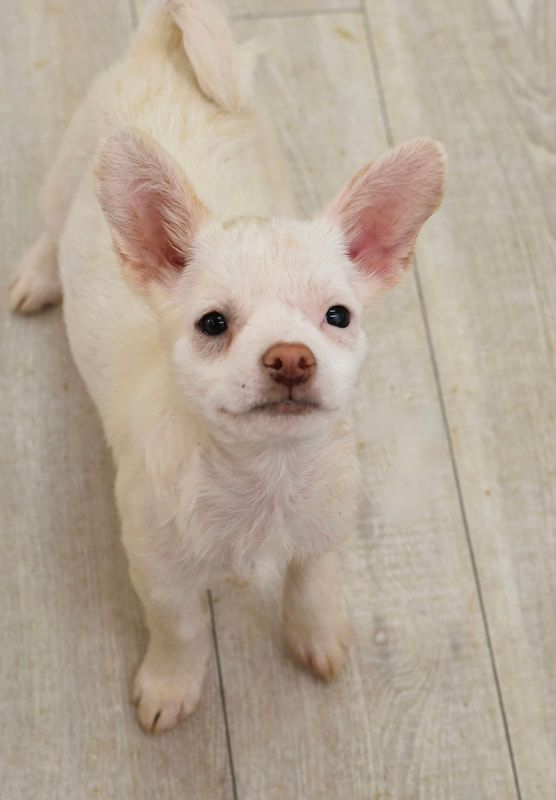 A white chihuahua puppy is standing on a wooden floor looking up at the camera.