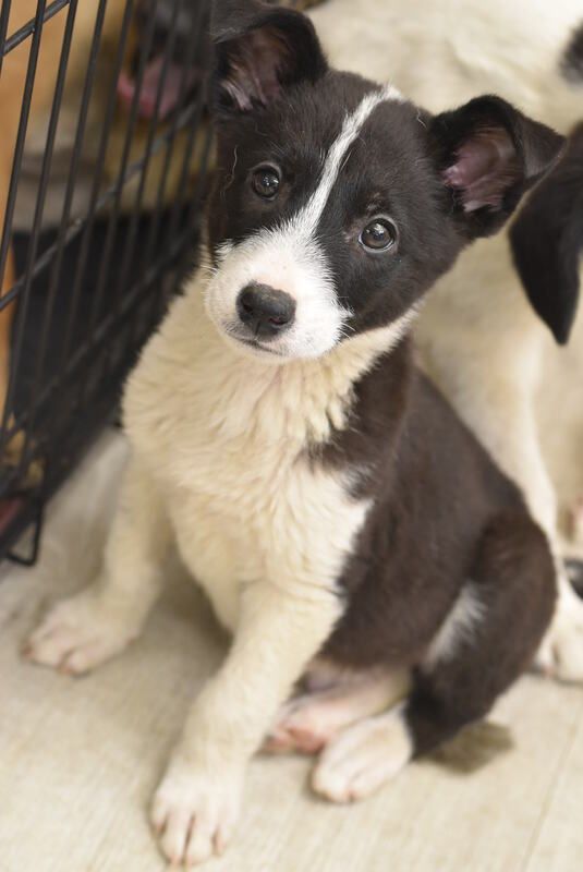A black and white puppy is sitting in front of a cage