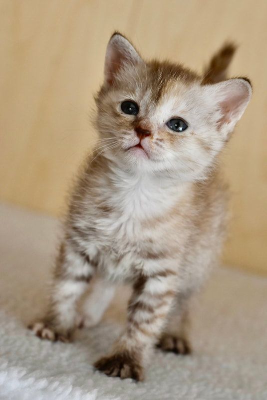 A small kitten is standing on a blanket and looking up at the camera.