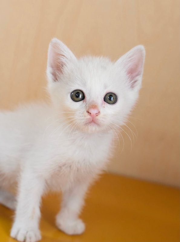 A white kitten with green eyes is standing on a yellow surface and looking at the camera.