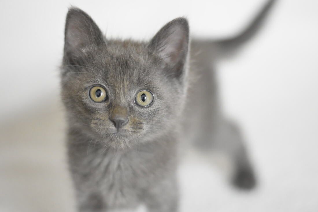 A gray kitten with green eyes is looking at the camera.