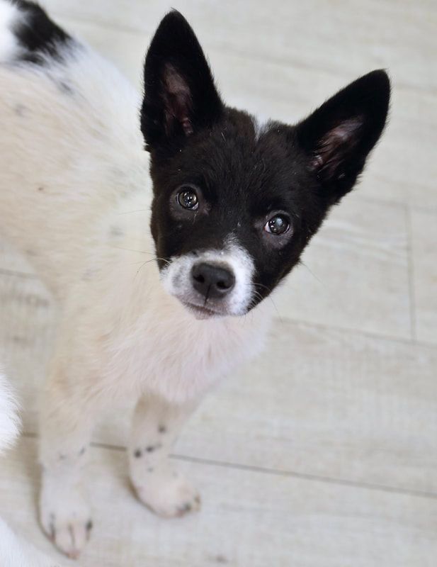 A black and white dog is standing on a wooden floor and looking at the camera.