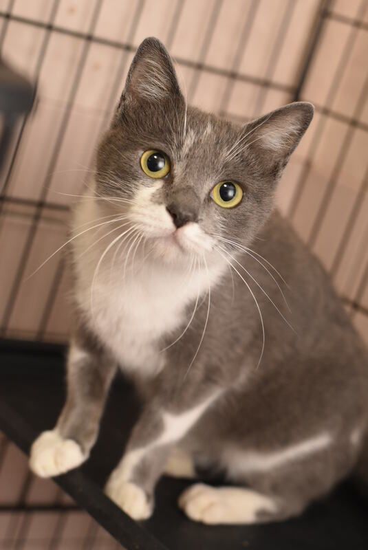 A gray and white cat is sitting in a cage and looking at the camera.