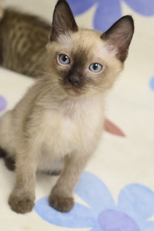 A siamese kitten with blue eyes is sitting on a bed looking at the camera.