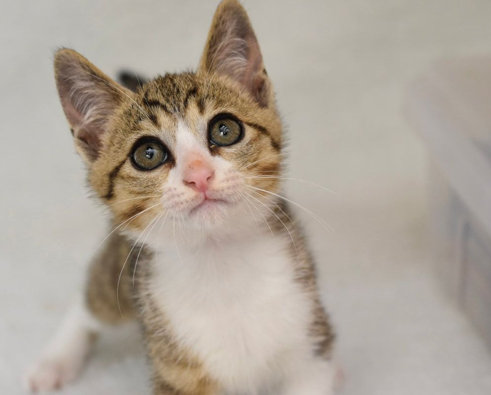 A brown and white kitten is looking up at the camera.