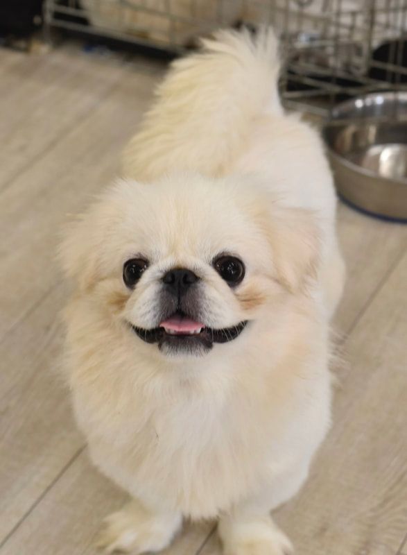 A small white dog is standing on a wooden floor looking at the camera.