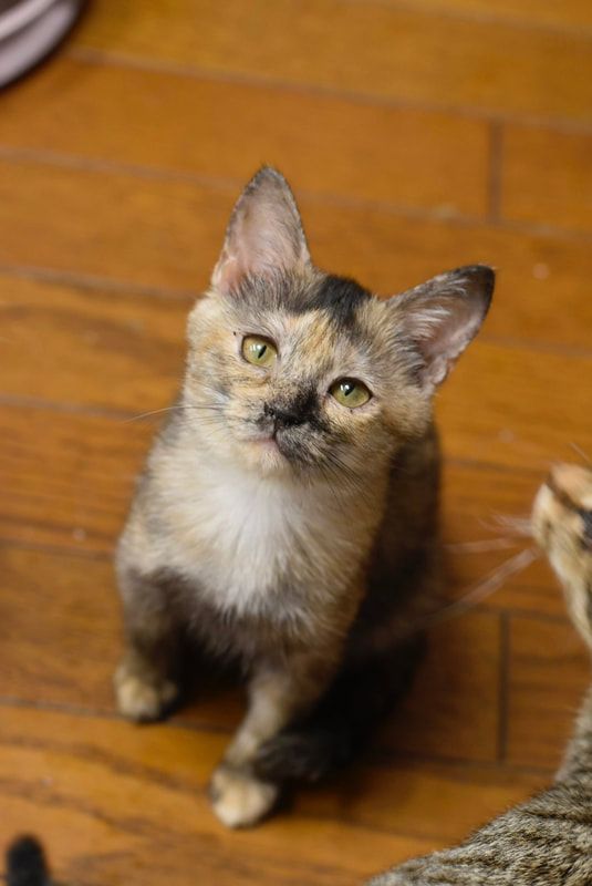 A calico kitten is sitting on a wooden floor looking up at the camera.