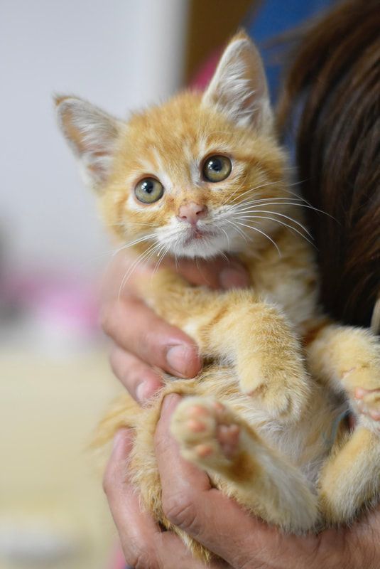 A person is holding a small orange kitten in their hands.