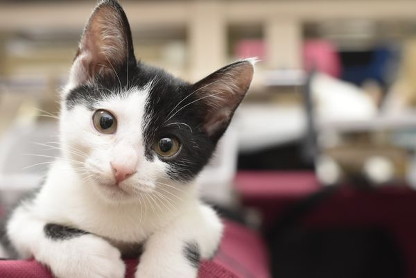 A black and white kitten is laying on a red blanket and looking at the camera.