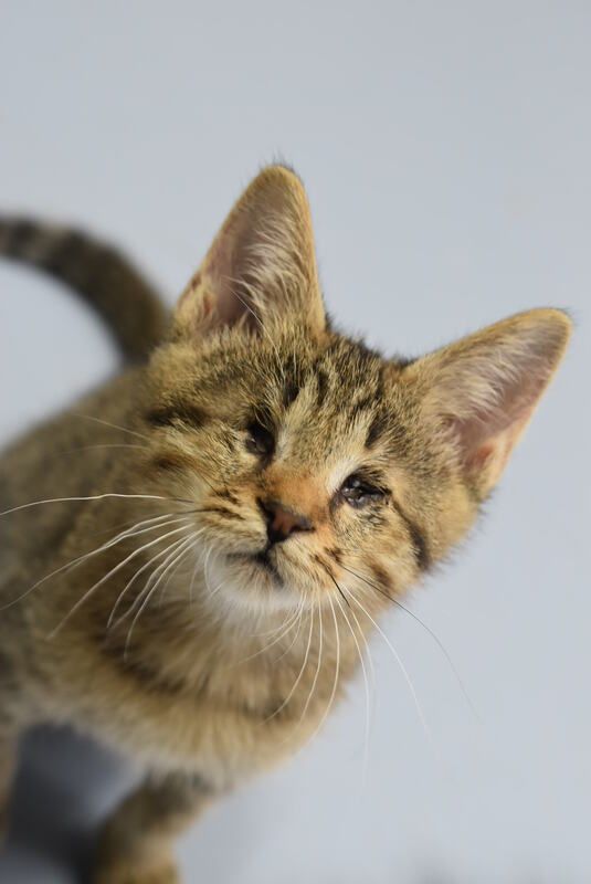 A close up of a kitten looking up at the camera.