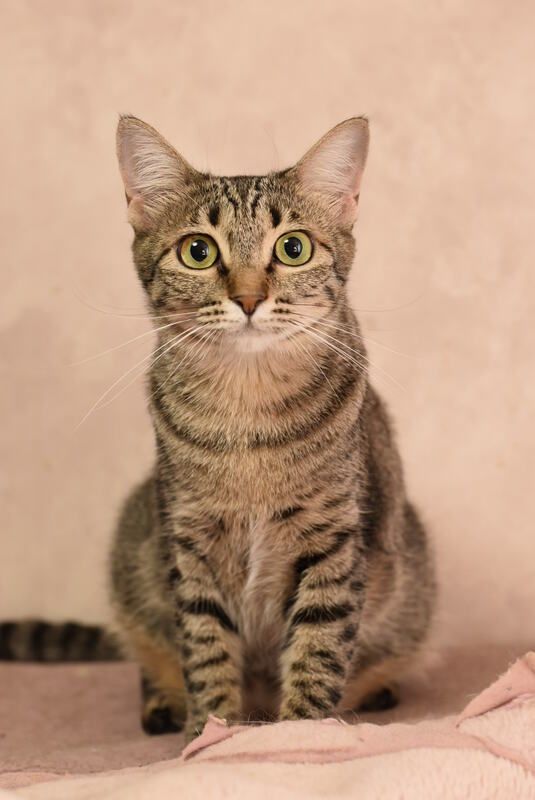 A cat is sitting on a bed and looking at the camera.