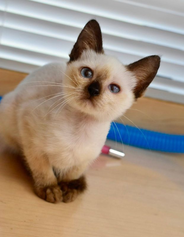 A siamese kitten is sitting on a wooden table looking up at the camera.