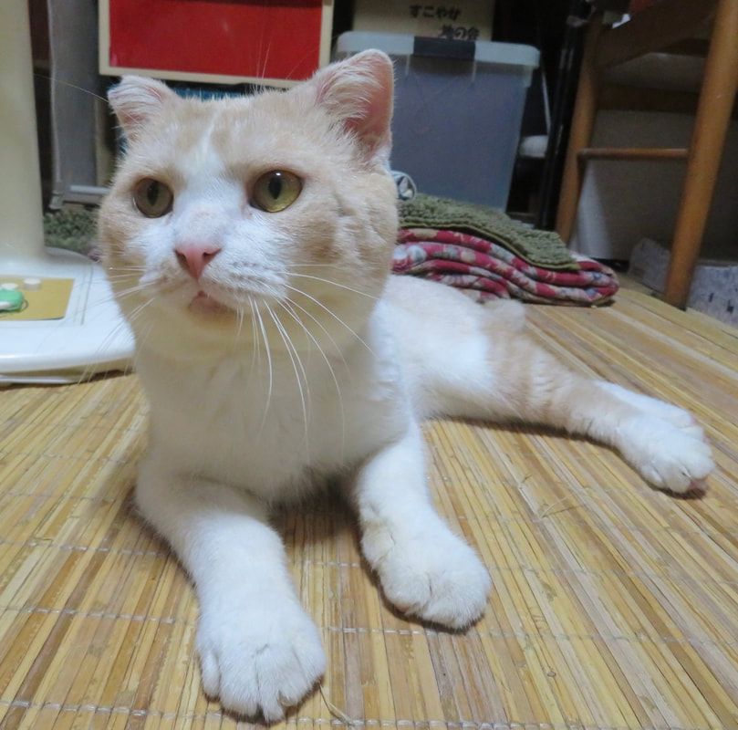 A white and orange cat laying on a bamboo mat
