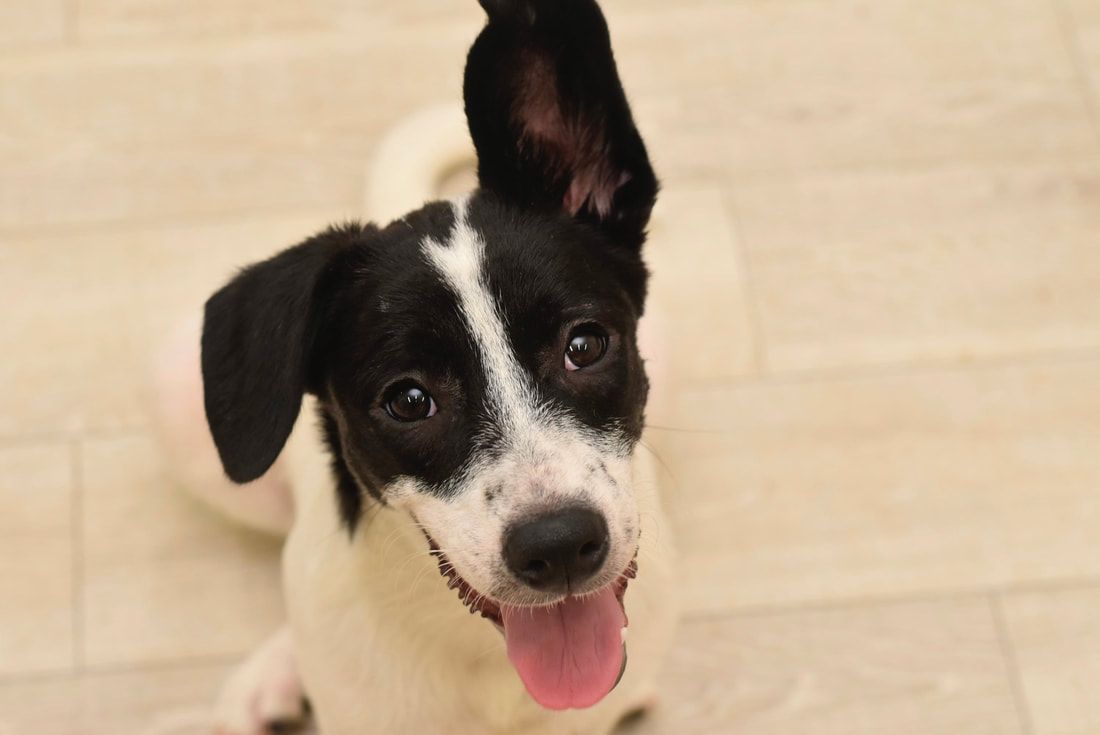 A black and white dog is sitting on the floor and looking up at the camera.