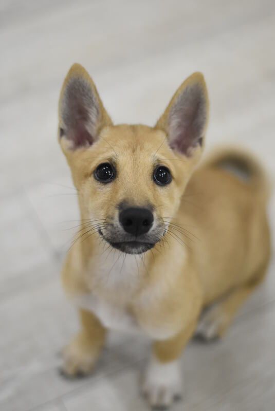 A small brown and white dog is sitting on the floor and looking at the camera.
