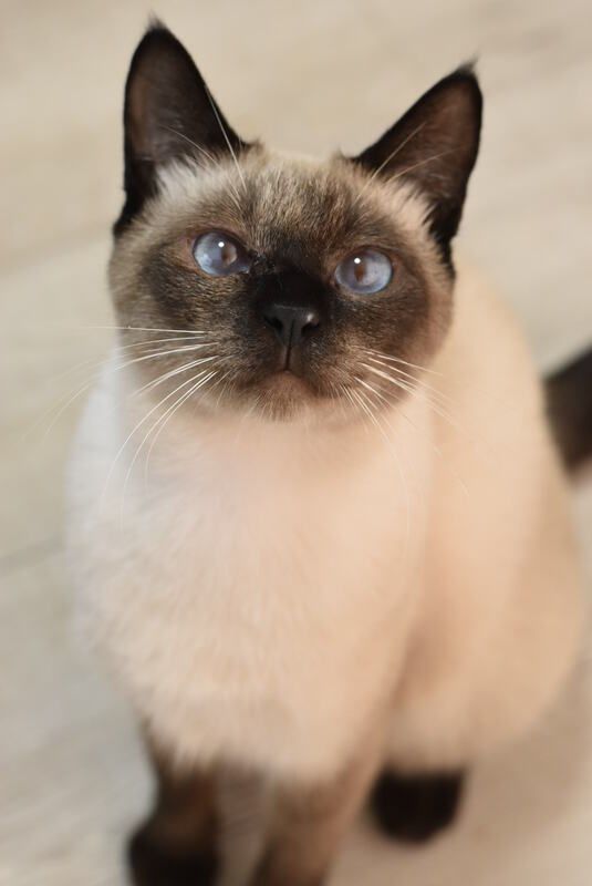 A siamese cat is sitting on the floor and looking up at the camera.