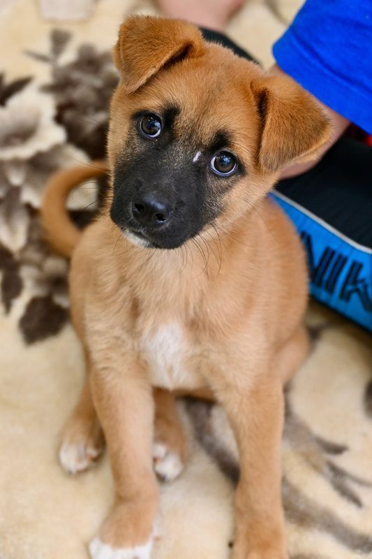 A brown and black puppy is sitting on a carpet and looking at the camera.
