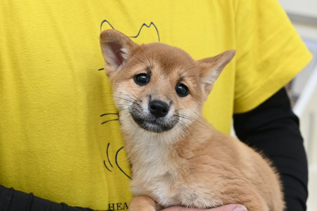 A person is holding a brown puppy in their arms.