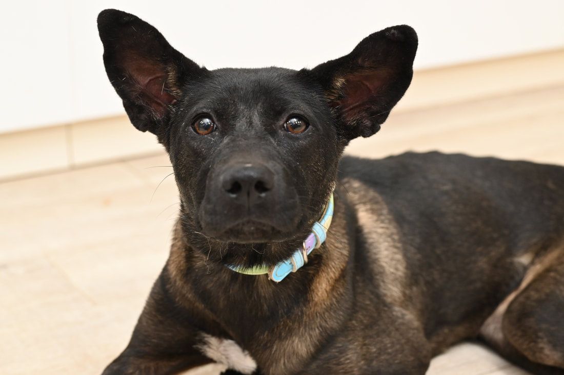 A black dog with a blue collar is laying on the floor looking at the camera.