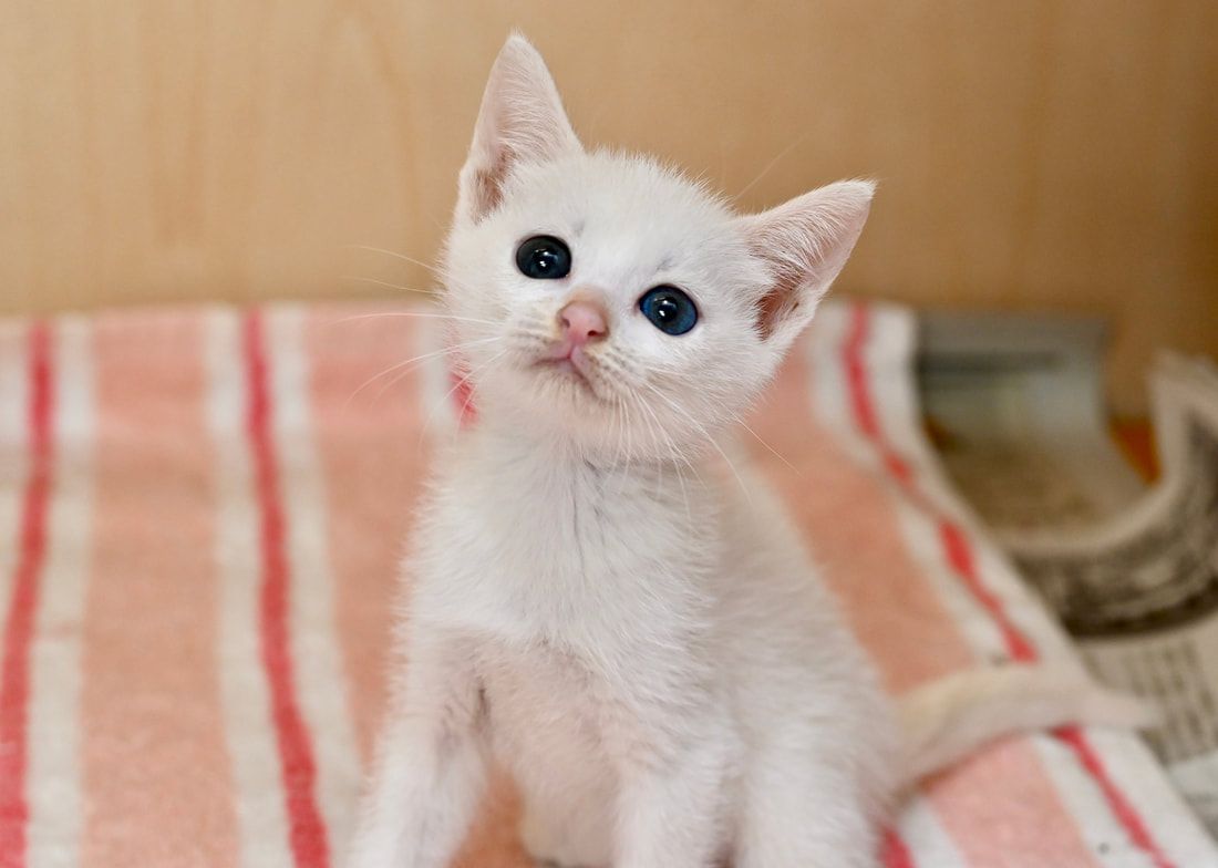 A white kitten is sitting on a striped towel and looking up.