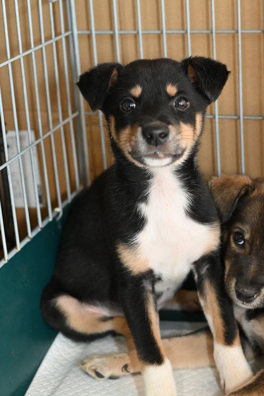 A black and brown puppy is sitting in a cage.