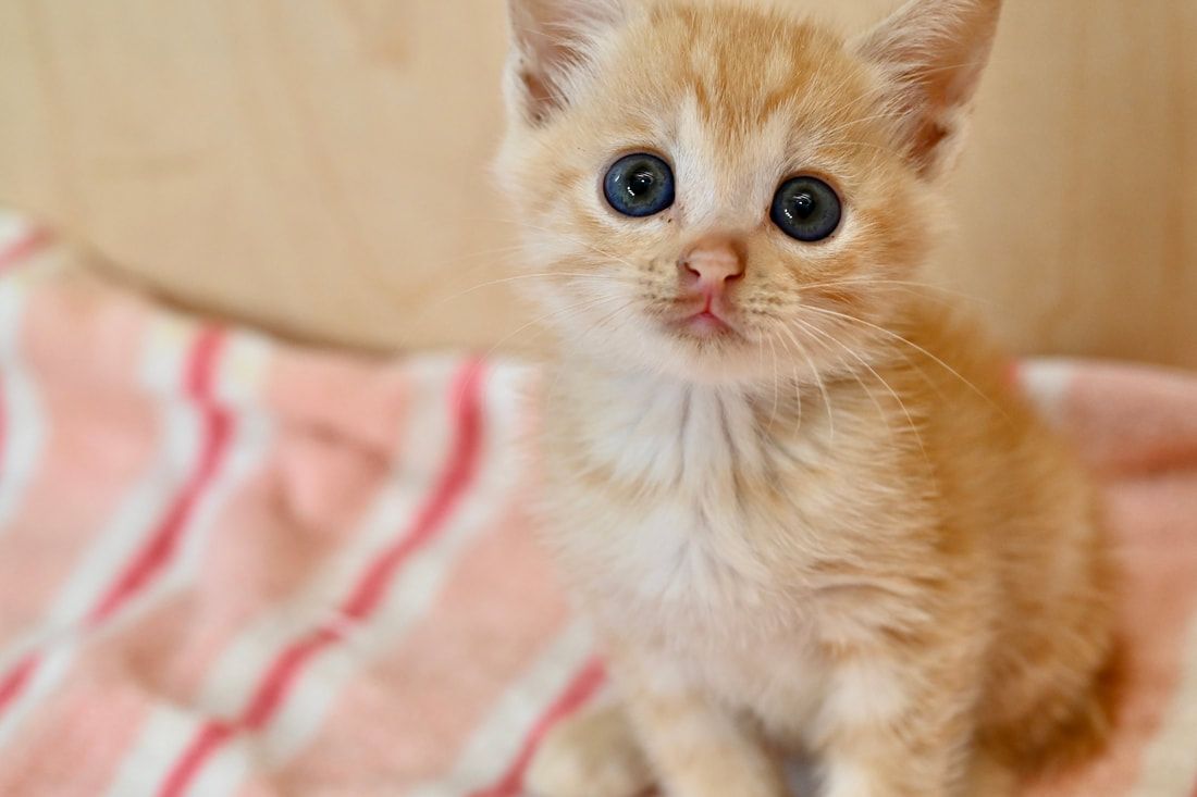 A kitten is sitting on a striped blanket and looking at the camera.