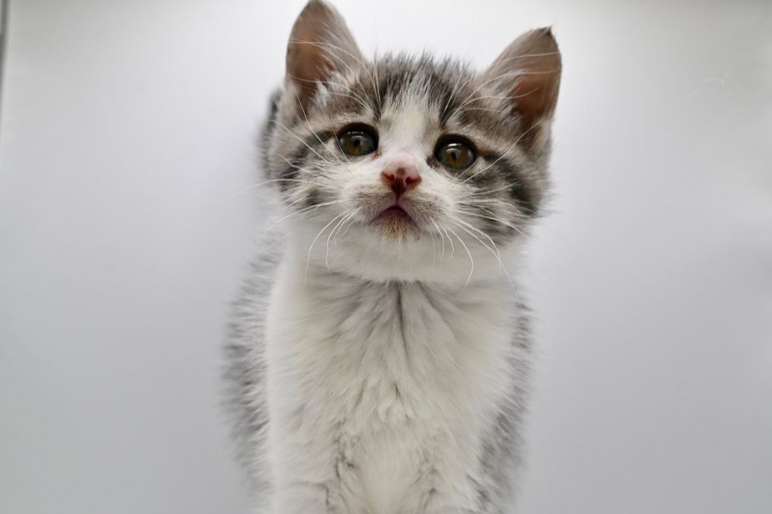 A gray and white kitten is looking up at the camera.