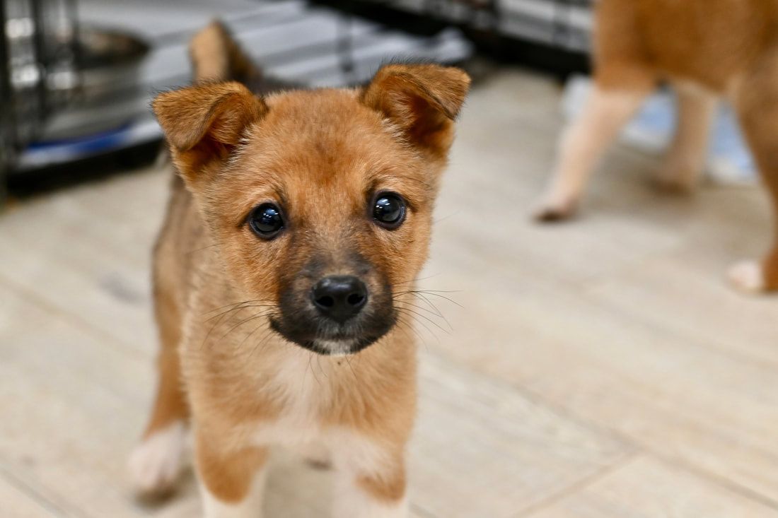 A brown and white puppy is standing on a wooden floor and looking at the camera.