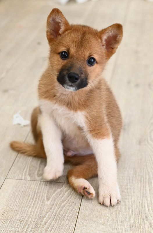 A brown and white puppy is sitting on a wooden floor.