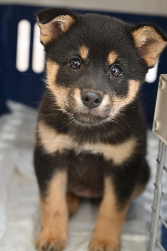 A black and brown puppy is sitting in a cage and looking at the camera.