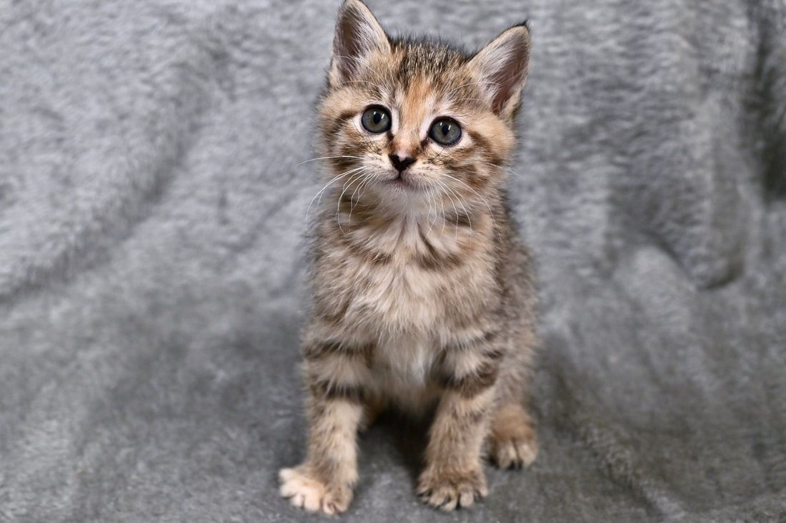 A small kitten is sitting on a gray blanket and looking at the camera.