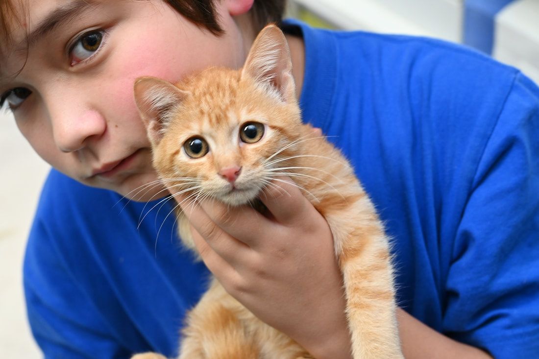 A young boy is holding an orange kitten in his arms.