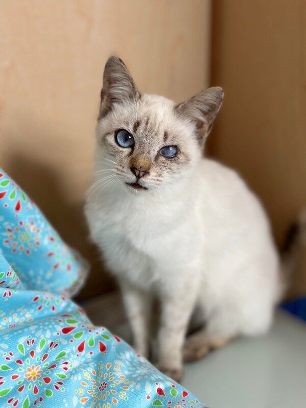 A white cat with blue eyes is sitting on a bed next to a blue blanket.