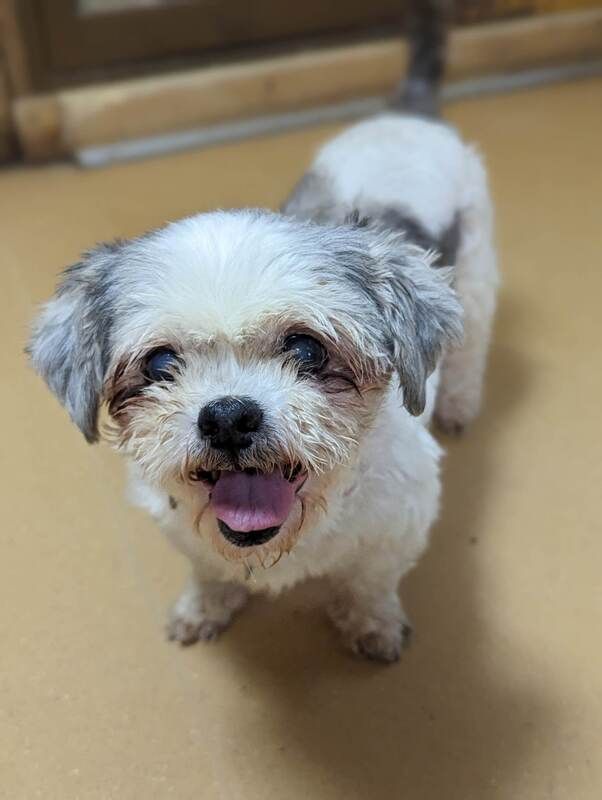 A small white and gray dog is sticking its tongue out and looking at the camera.