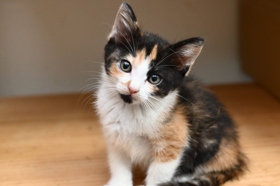 A calico kitten is sitting on a wooden floor and looking at the camera.